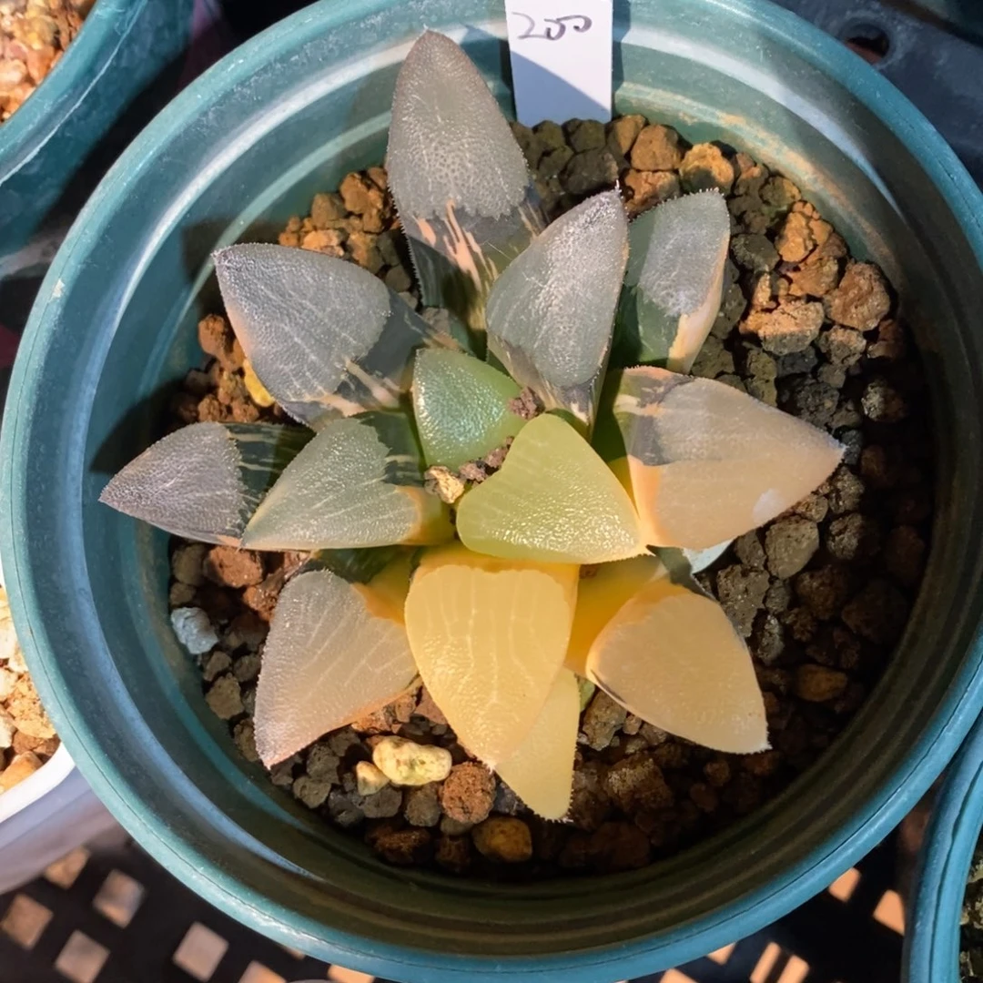 一颗实生大克锦