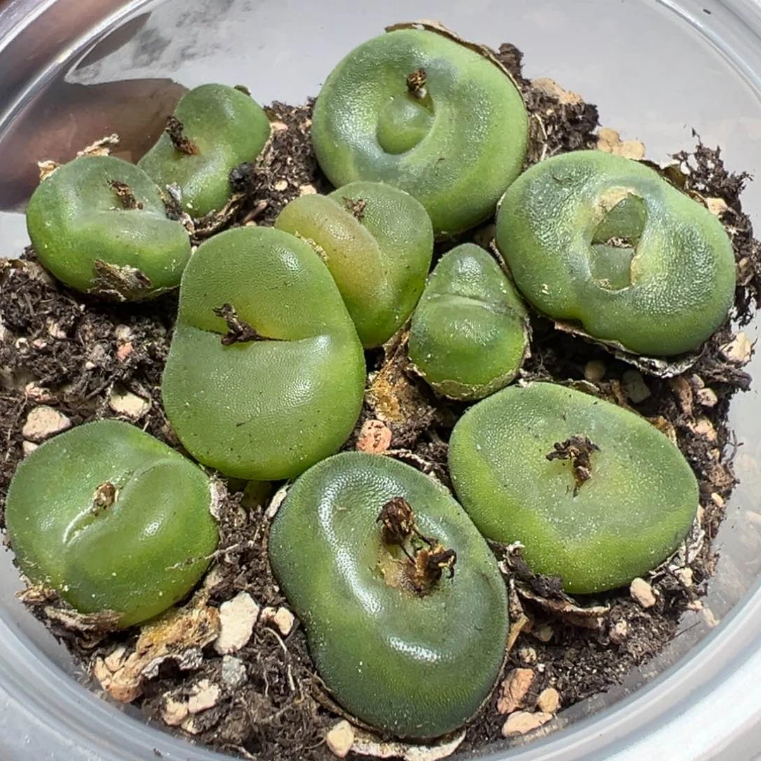 【闪购商品】 407。