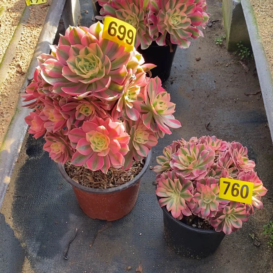 刚*粉女巫两颗多肉法师699760