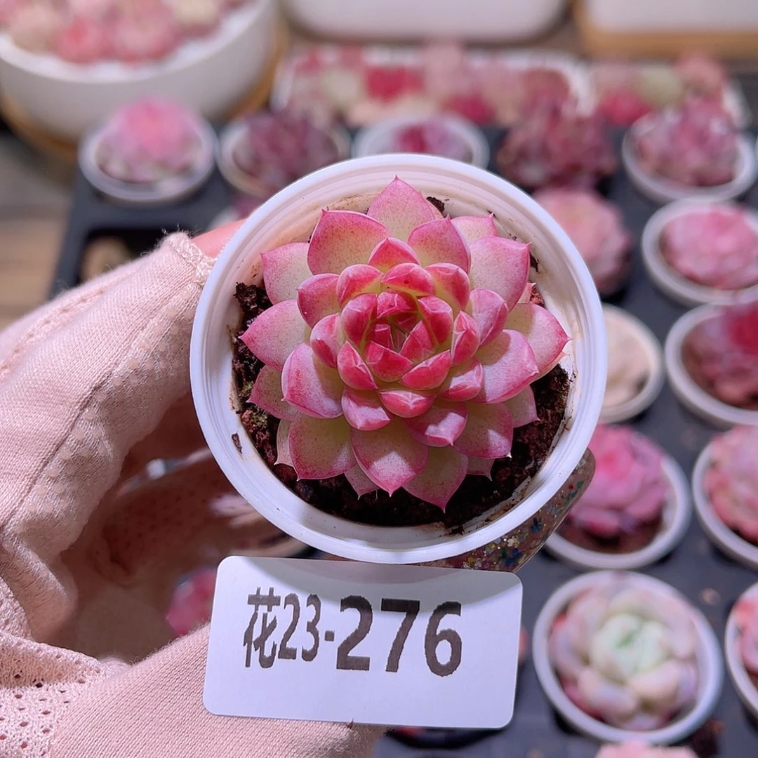 花利美23-276女王