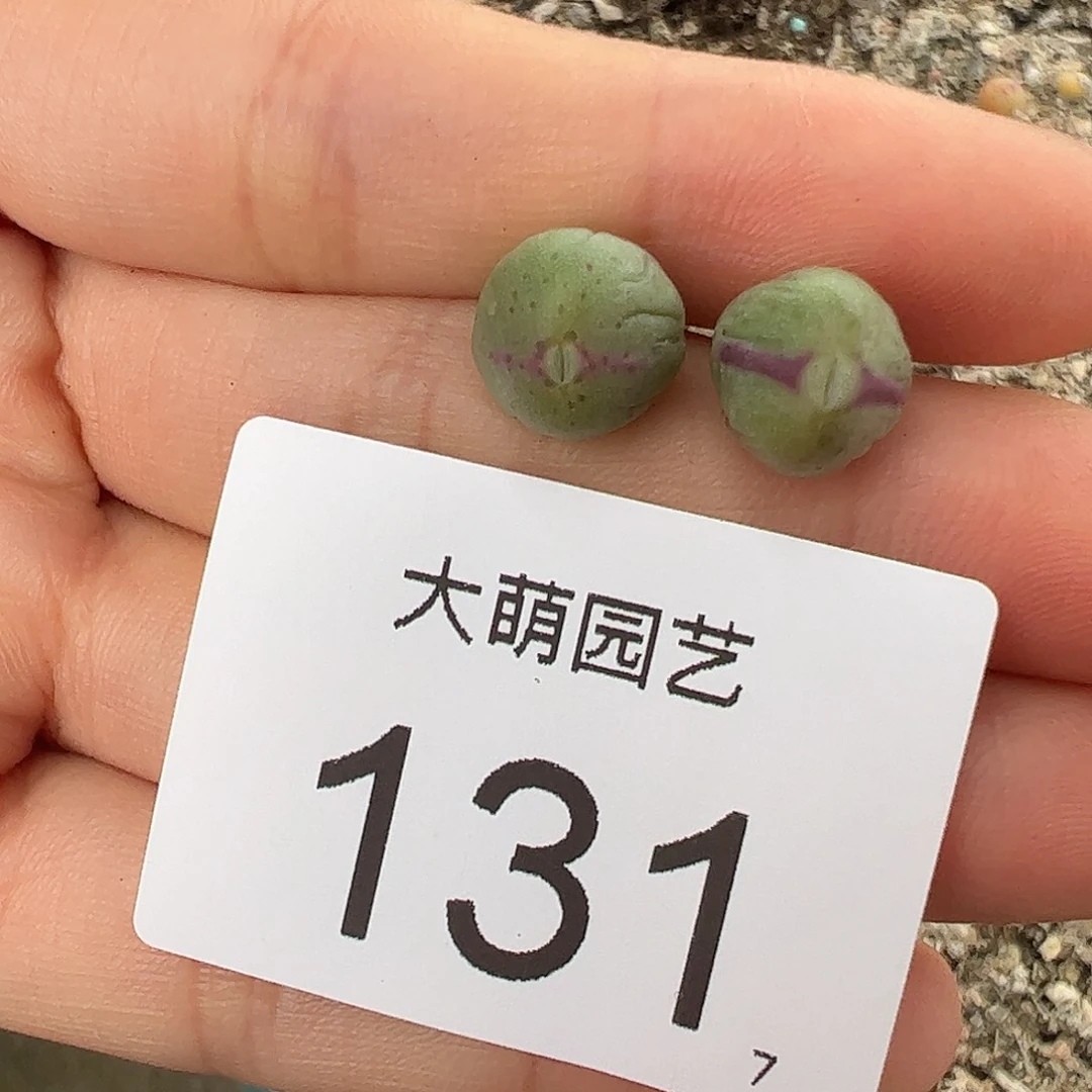 0000131量拍1414.71皮卡丘2颗尺寸不大