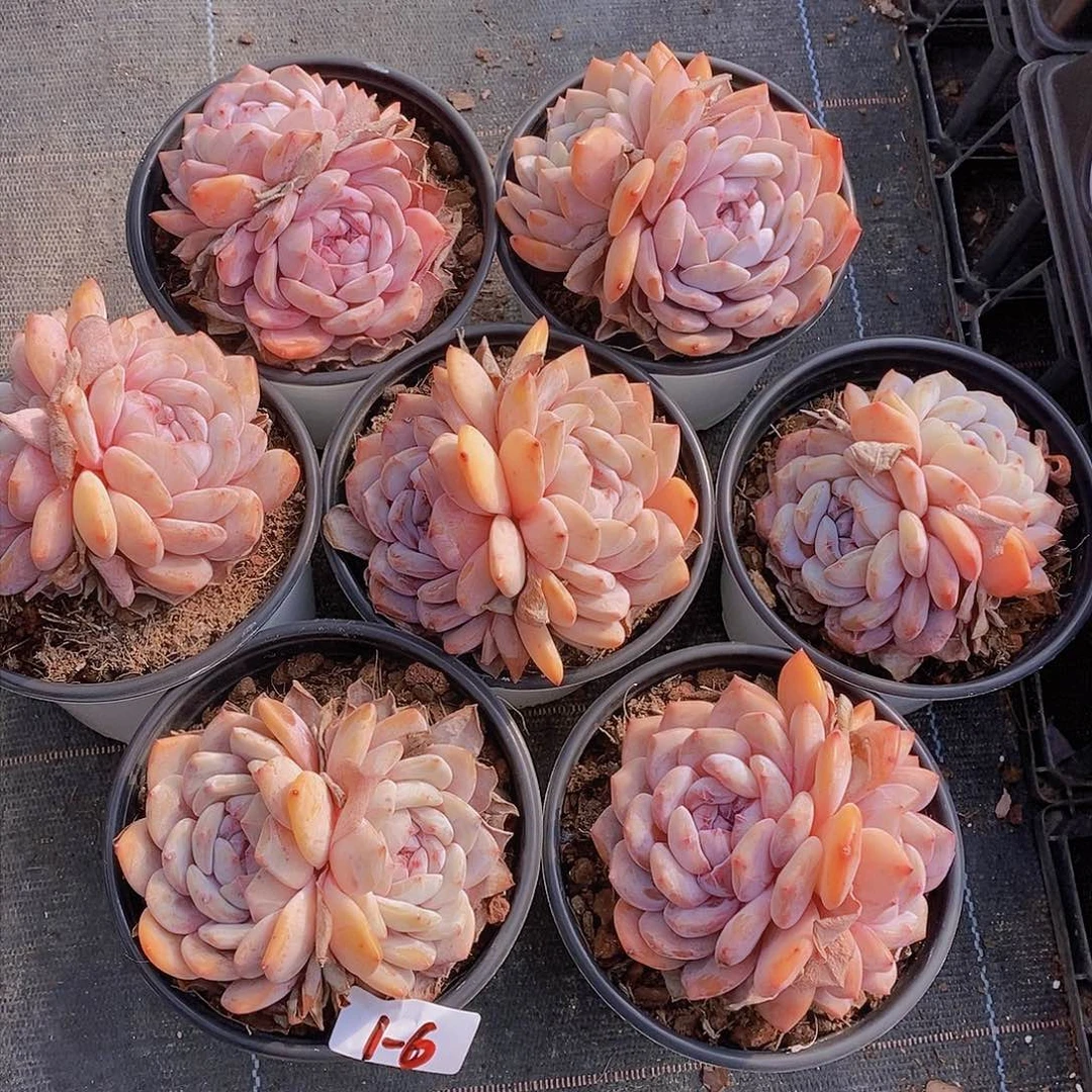 1-6-石榴籽星影大双头福利一颗 量拍