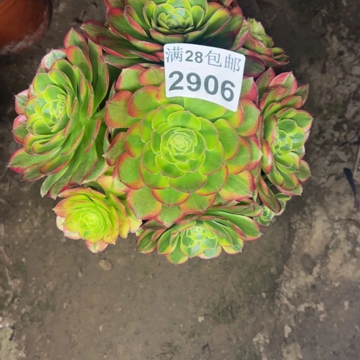 2906奶白多肉植物