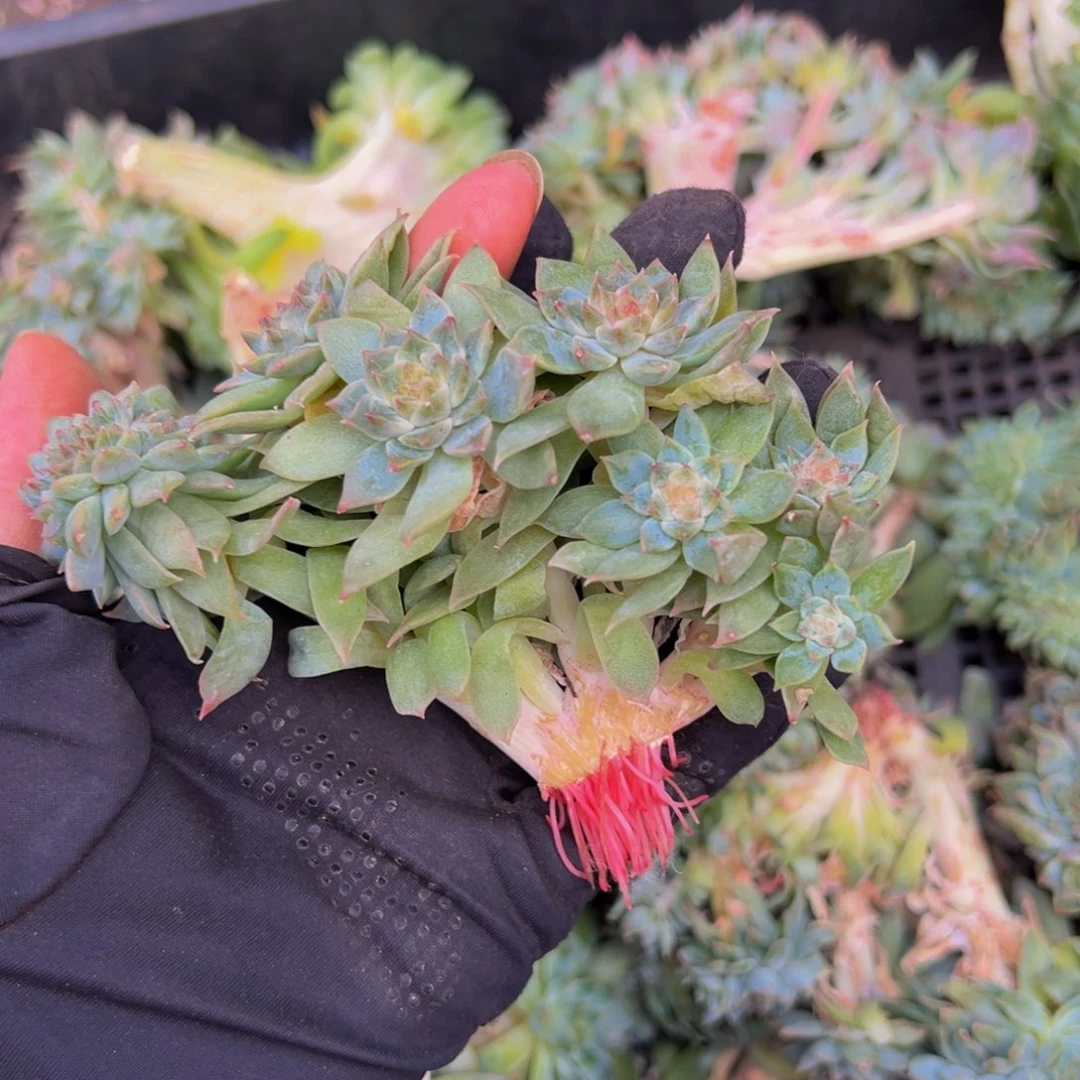 粉心冰魄缀 天天开心
