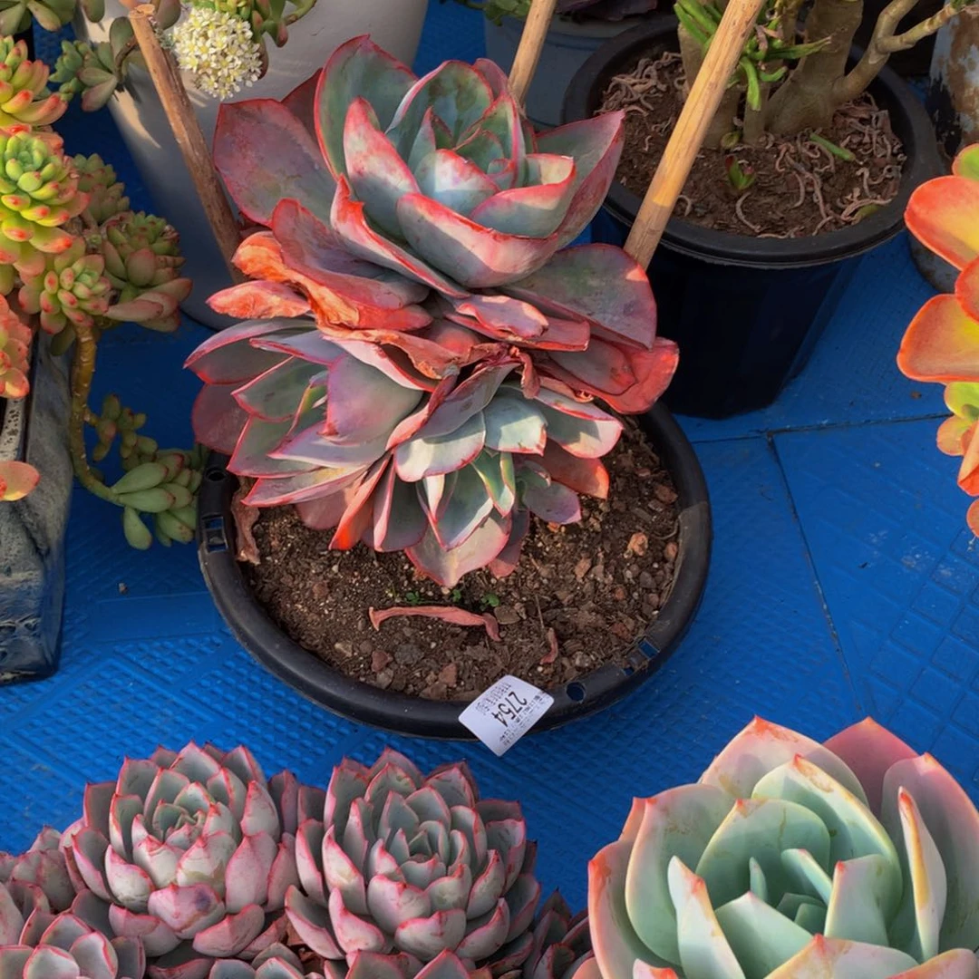 果**台2754肯尼迪多肉