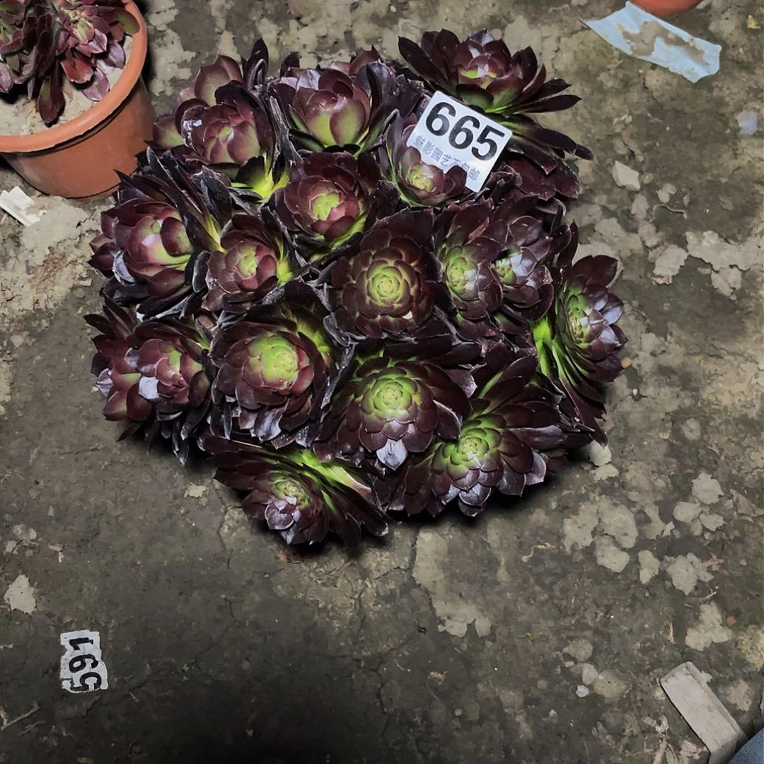 法师法师15–38包邮法师