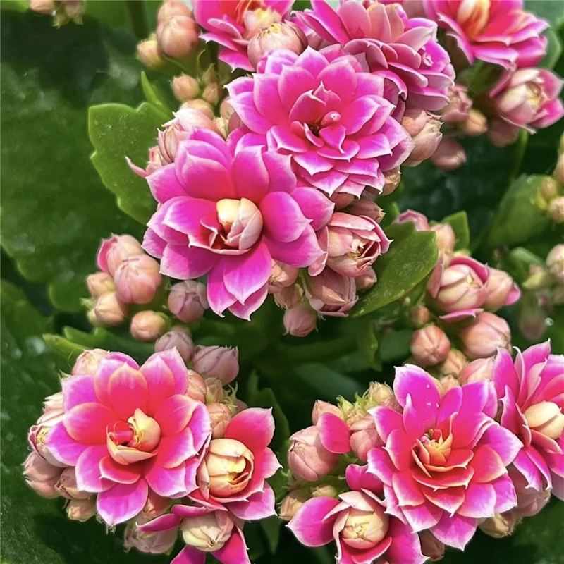 【紫风铃】110#盆重瓣大花长寿带花苞