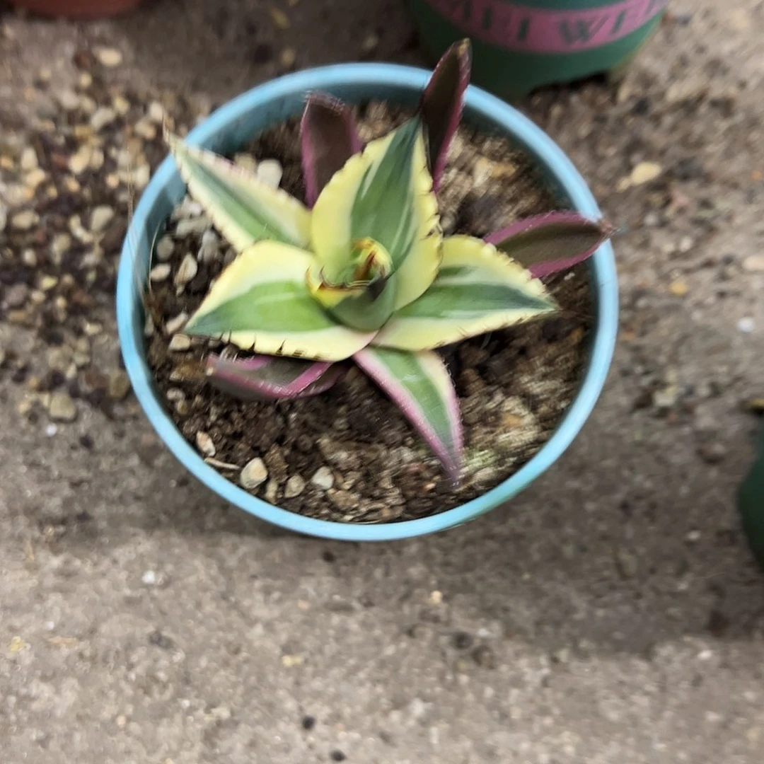 ?***·爆牙生长发育过程