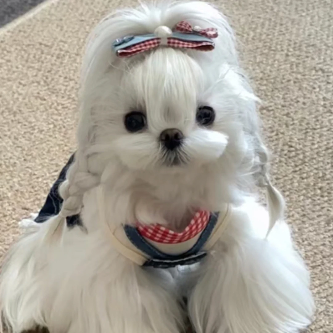 【窝里哼】狗狗宠物活体~小型犬专场