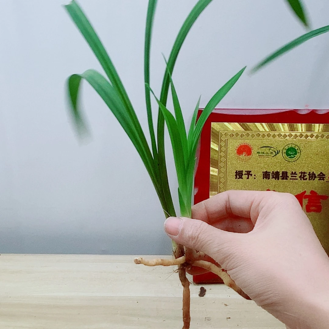 当前无花栽培后可以开花