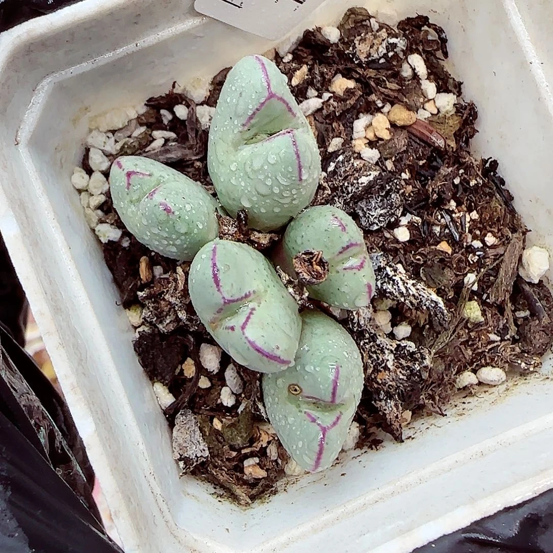 生石花满18包邮1024-60