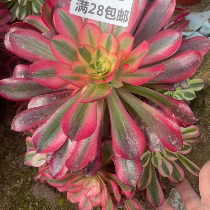 921一号㺱美杜莎多肉植物C