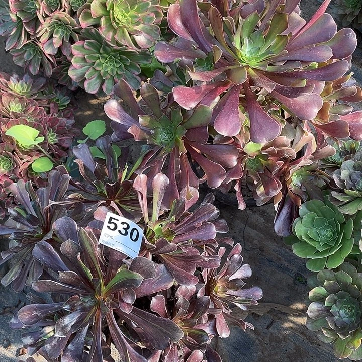 530两颗法师2,-14