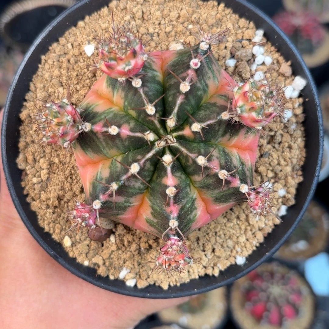 泰系米哈仙人球母本150