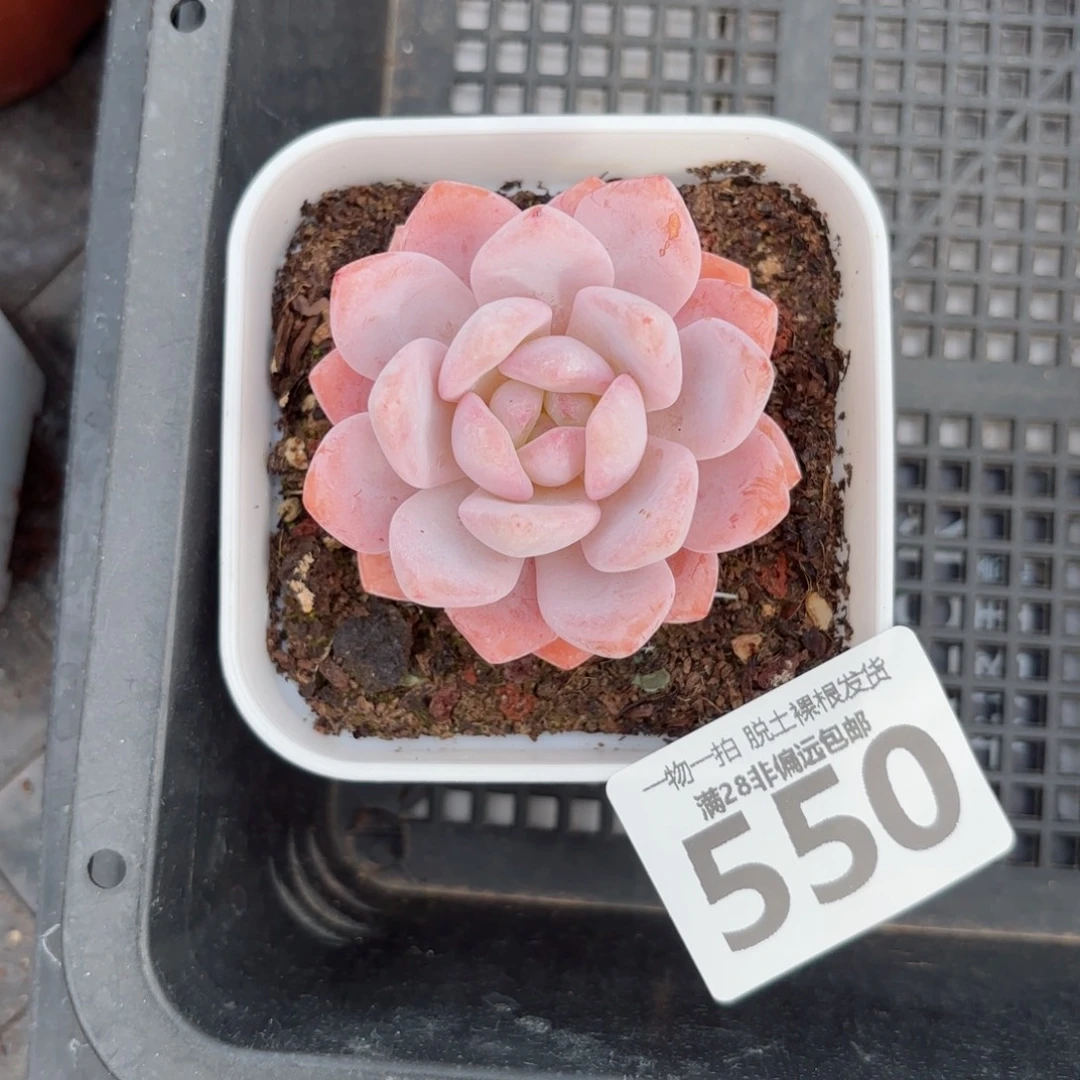 奶盖单头无盆土发货