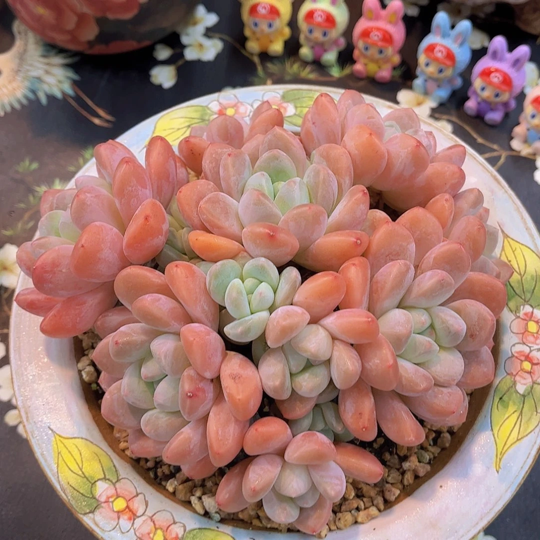 韩版香玉精品多肉
