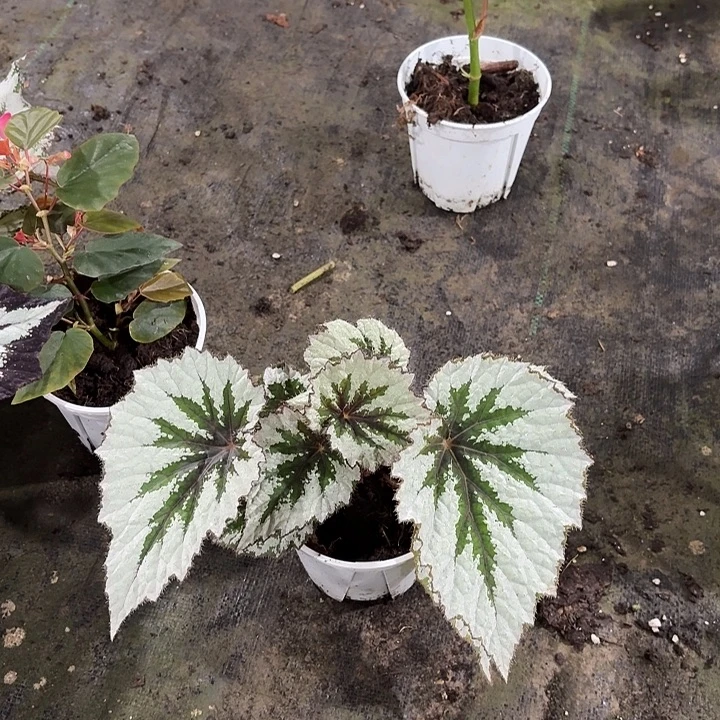 完全开放春雪秋海棠