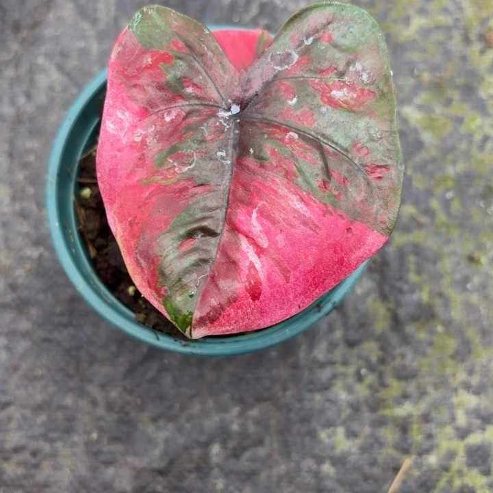 完全开放泰国彩叶芋61