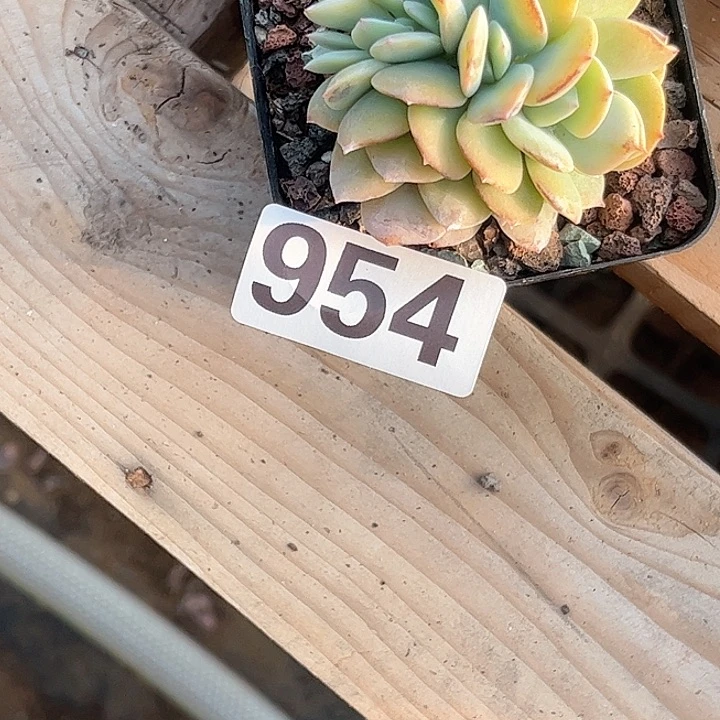 毅****果多肉植物一物一拍