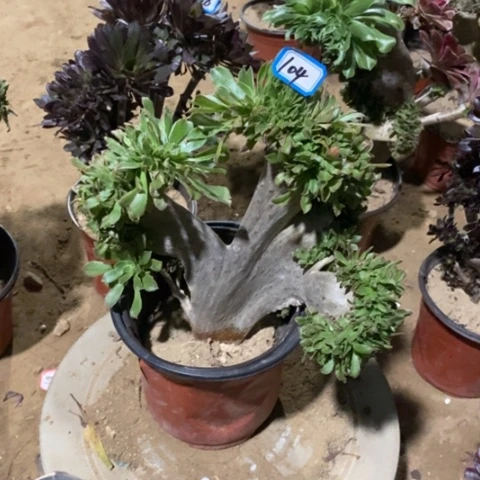 原始绿缀瑕疵一物一拍