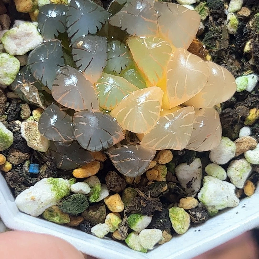 冰灯一半糊斑锦十二卷