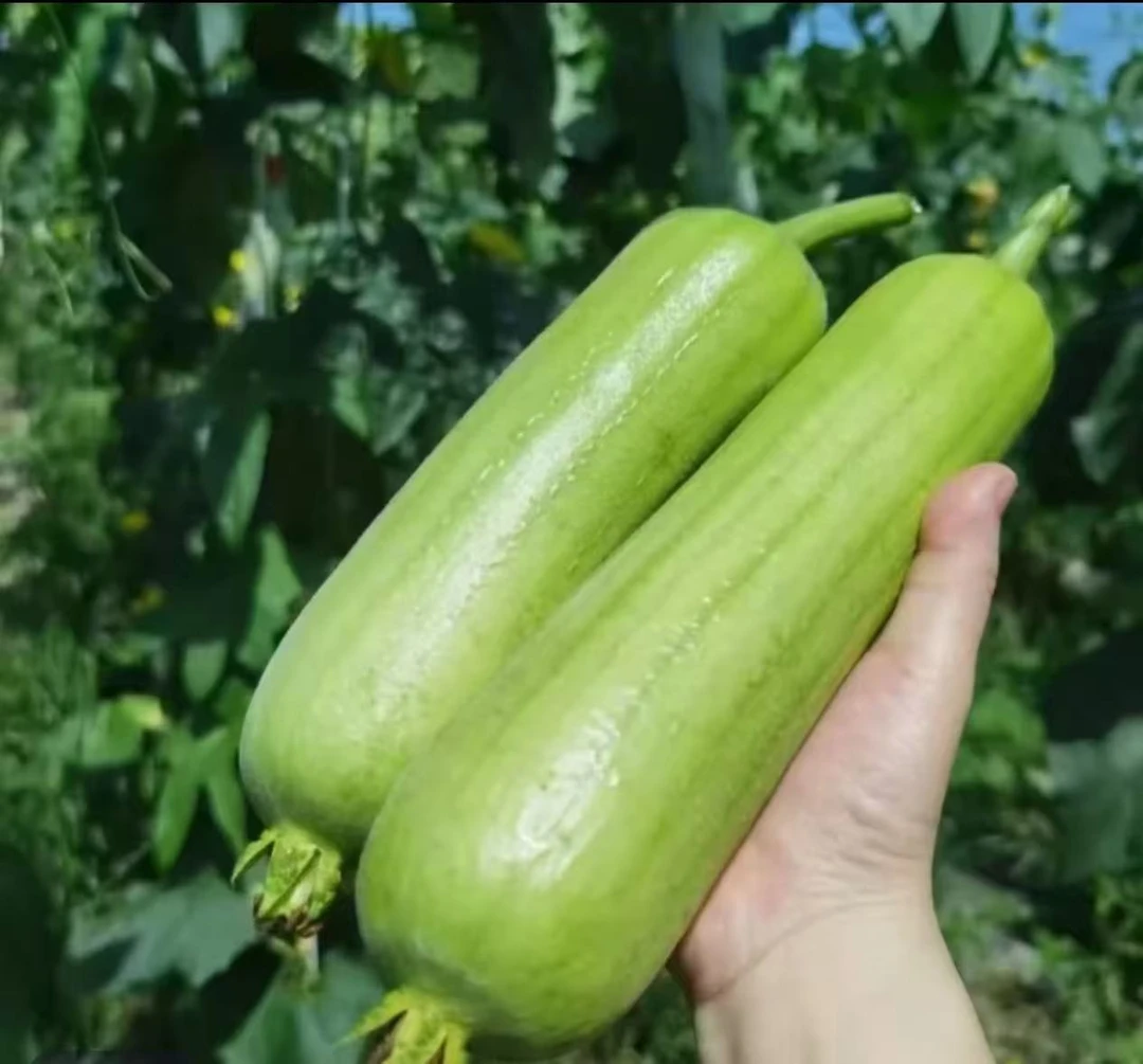 湖南攸县本地丝瓜带箱5斤(顺丰包邮）