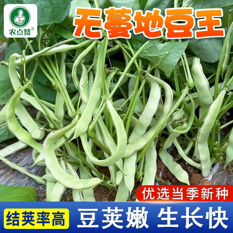 无蔓地豆王豆角种子不搭架懒人种高产四季豆盆栽小院四季蔬菜种子