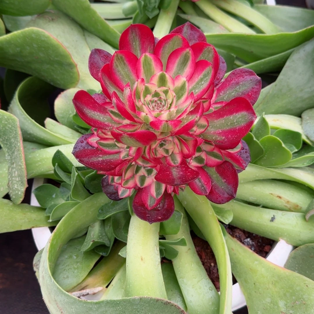 倾城变异春节福利预售秋天发货