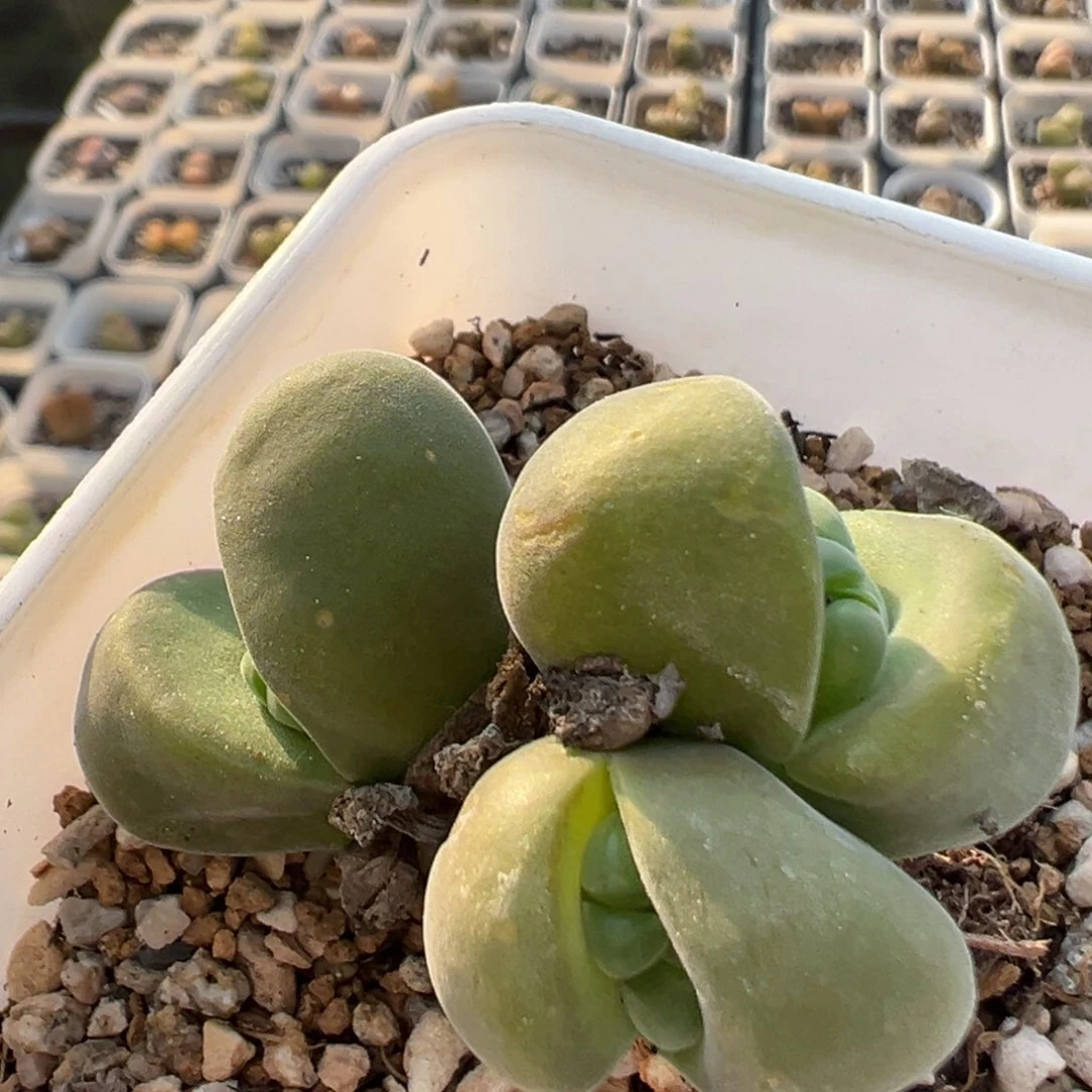 95多肉植物百科植物