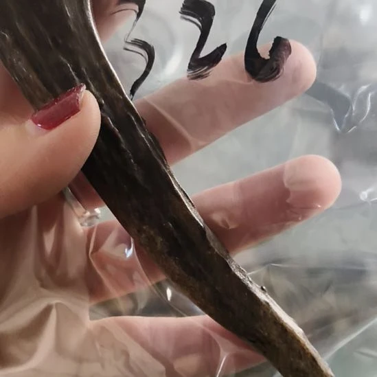 安***泥鹿角鹿角鹿角鹿角鹿角鹿角