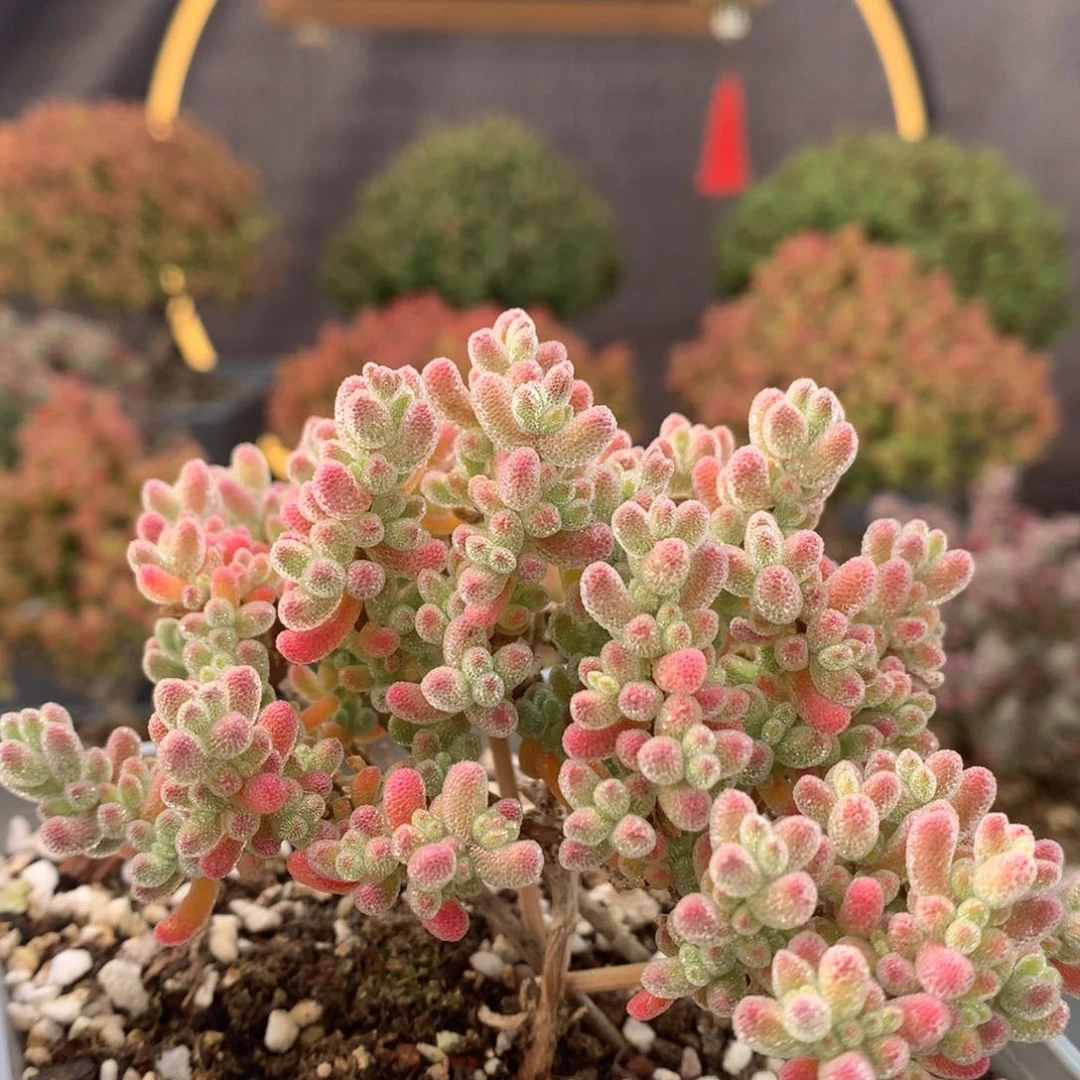 c157冰晶枝干番杏