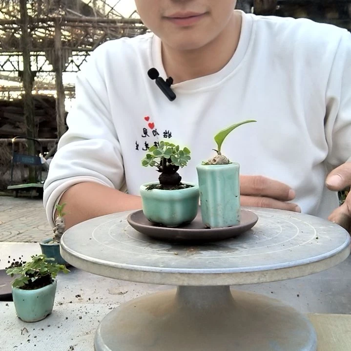 茜*妈小盆景小植物一物一拍52