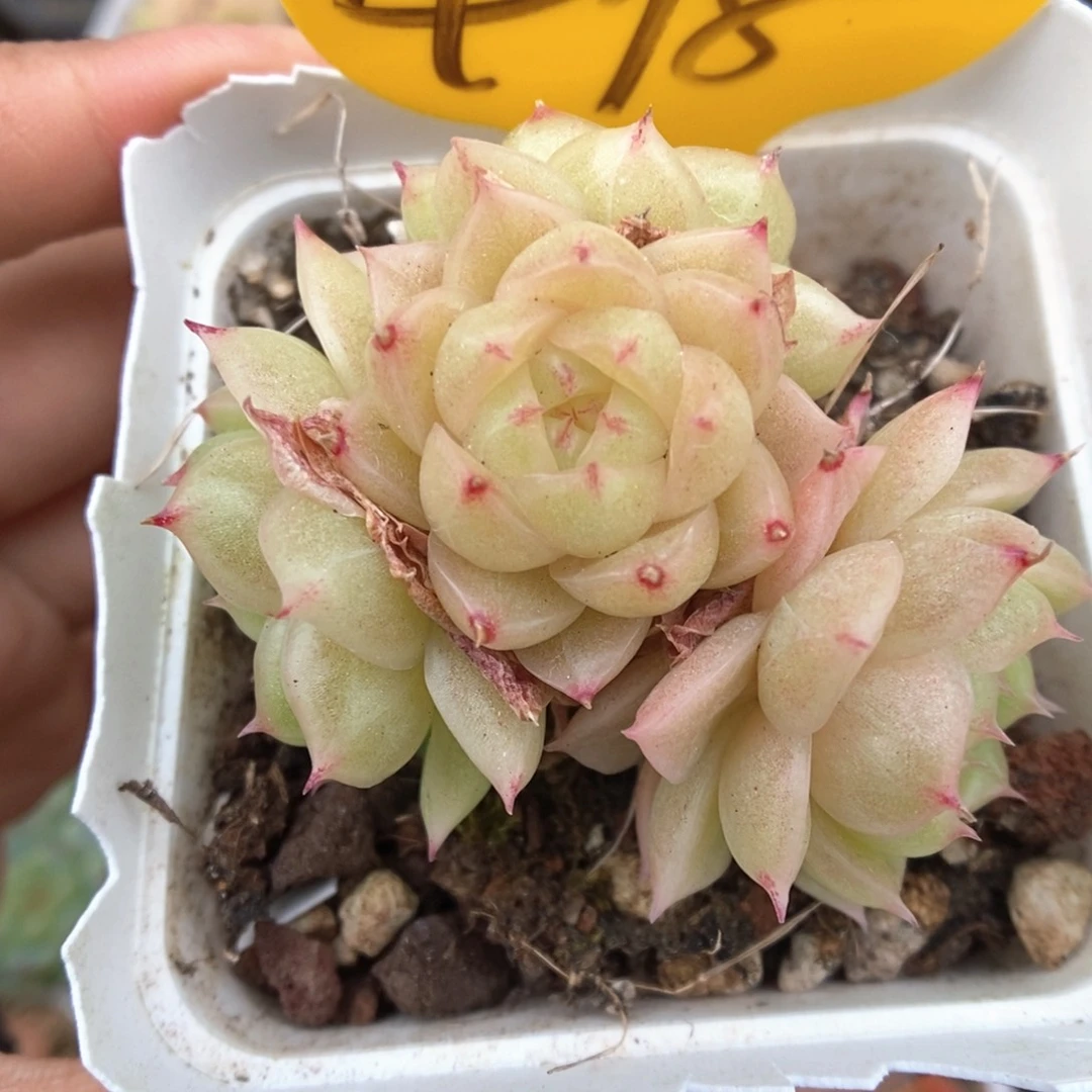 油透青柠群生可拍498号