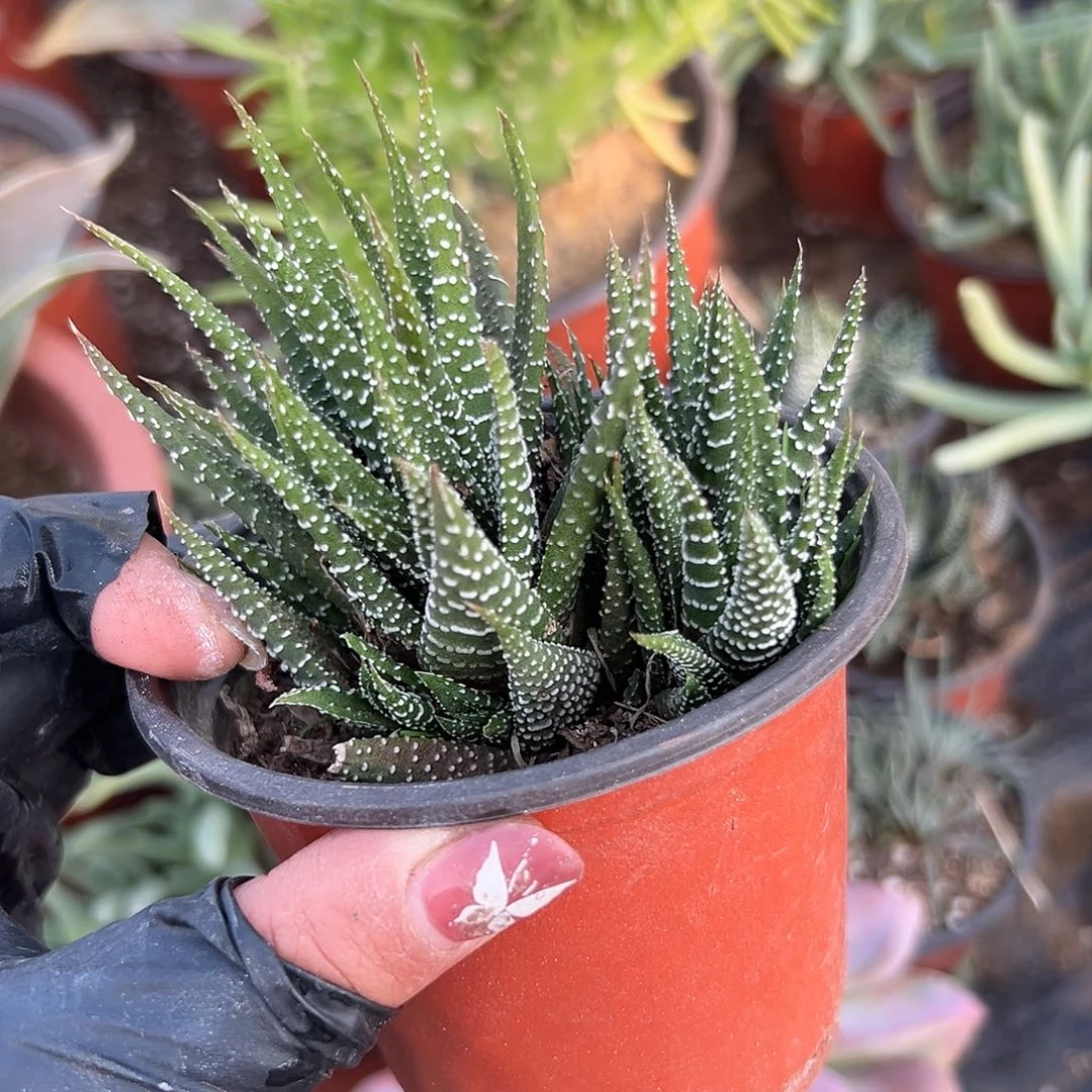 多肉植物多肉植物