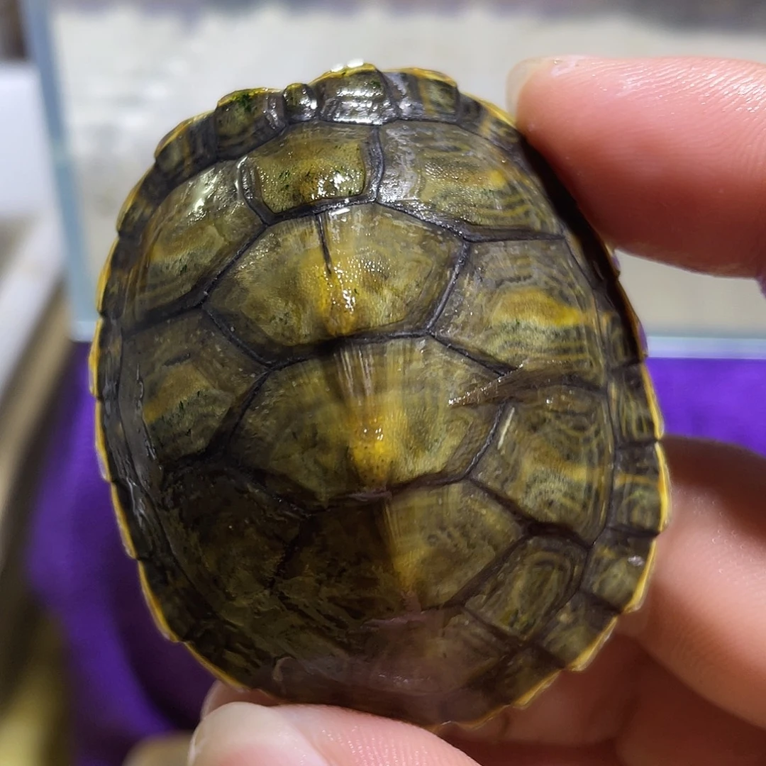 不分公母宠物龟火焰
