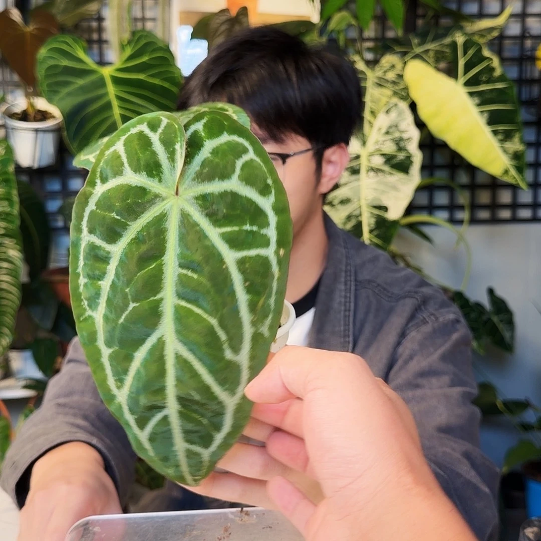 不开花植物F56  银骑士杂skg