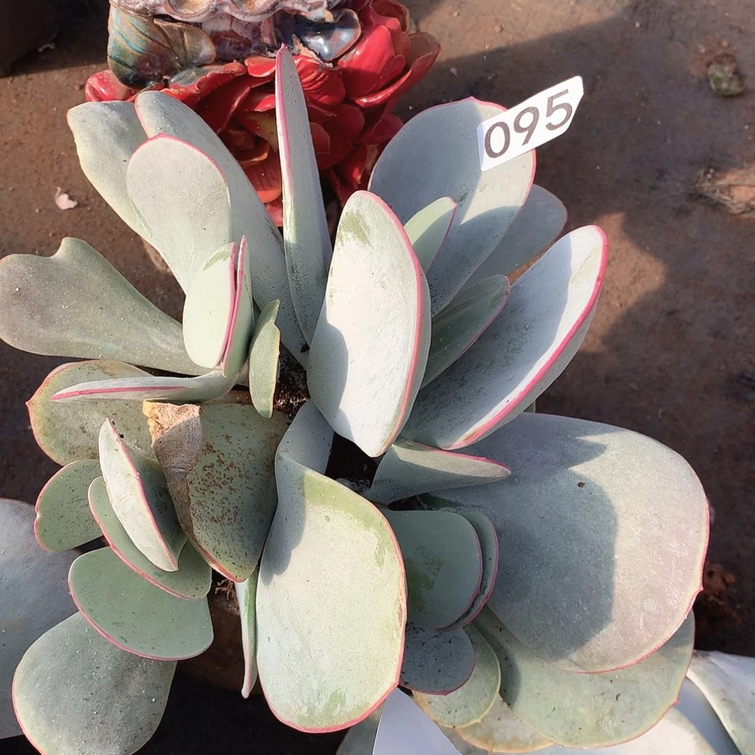 095白眉一物一拍多肉