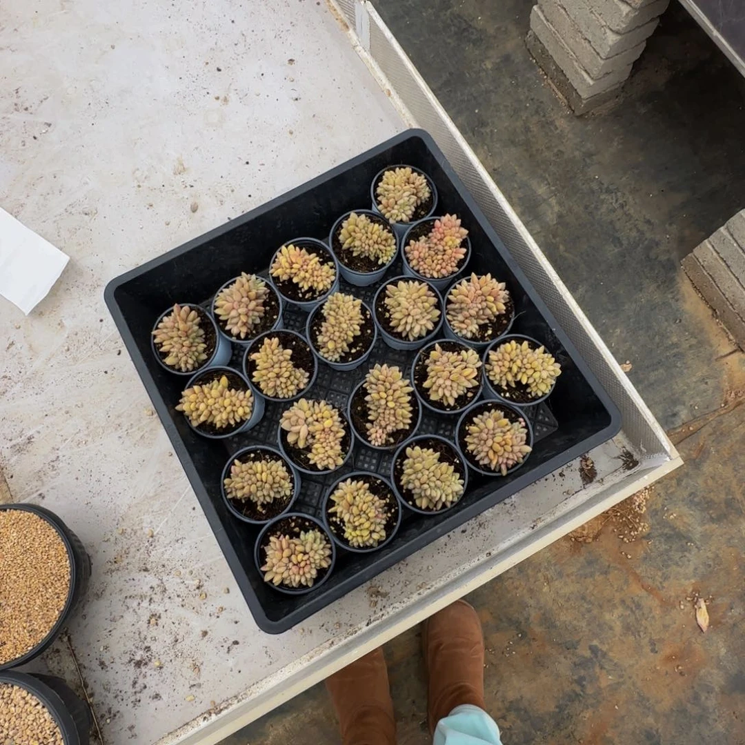 桃花源缀化团购40