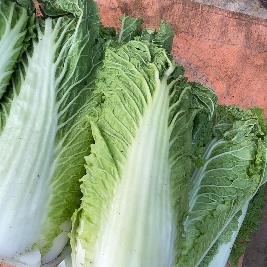 中国大陆农家白菜五斤带箱子