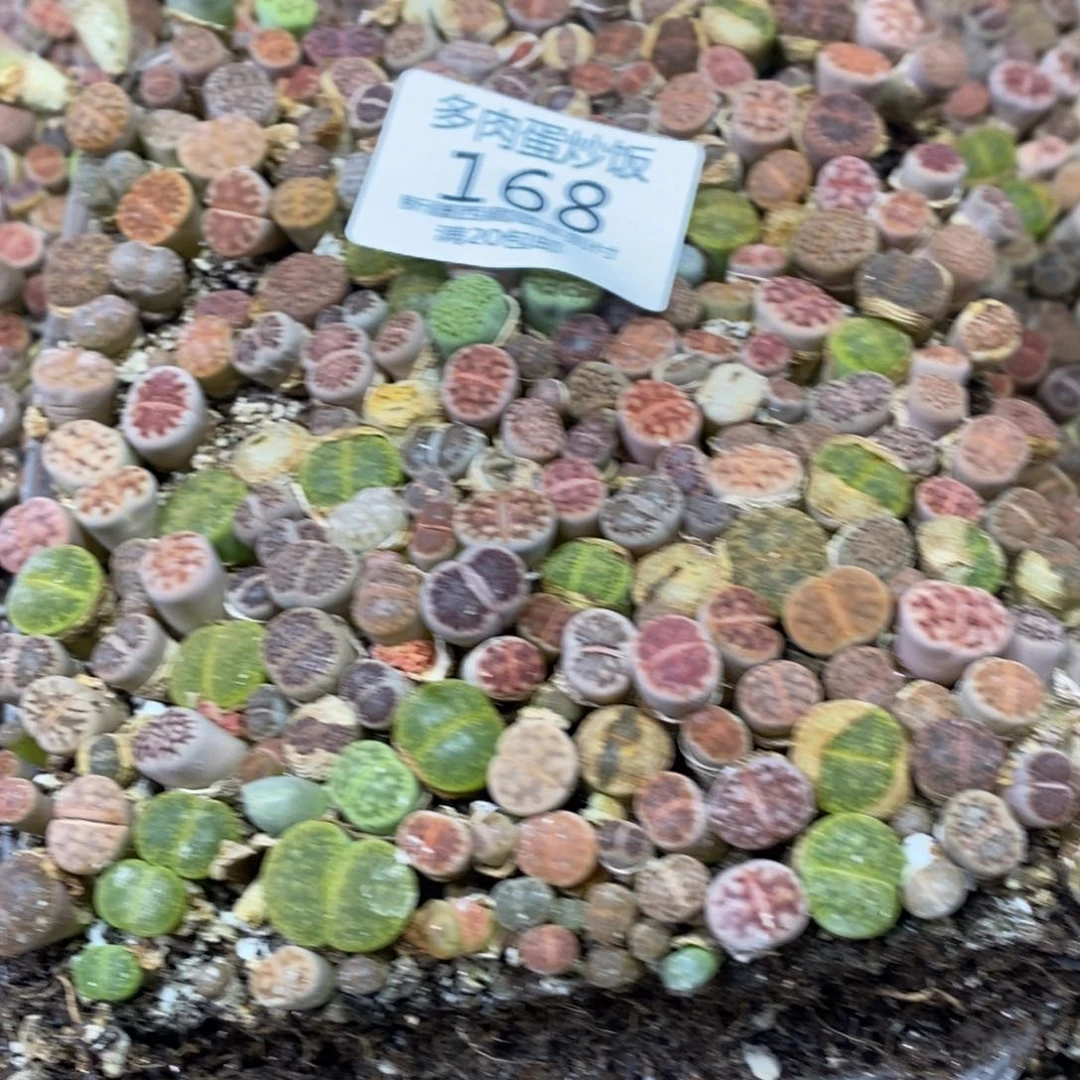 多肉蛋炒饭，感谢您相伴000168