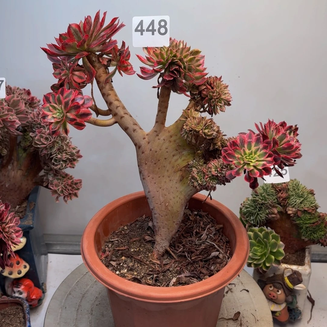 多肉植物黑桐柏缀有修448