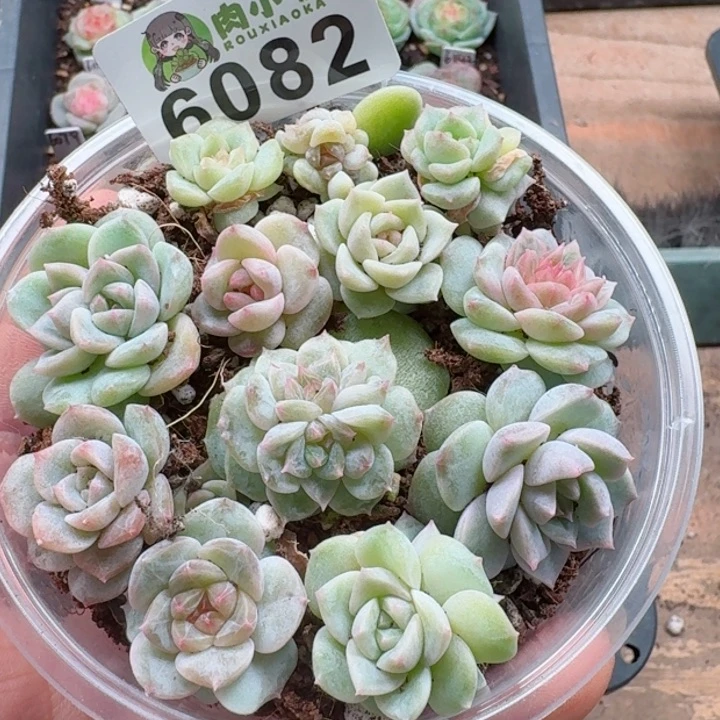 多肉植物多肉植物