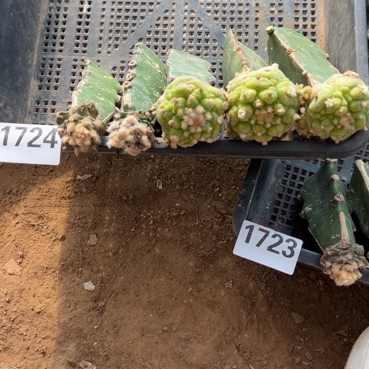 牡丹古田组合仙人球1724号