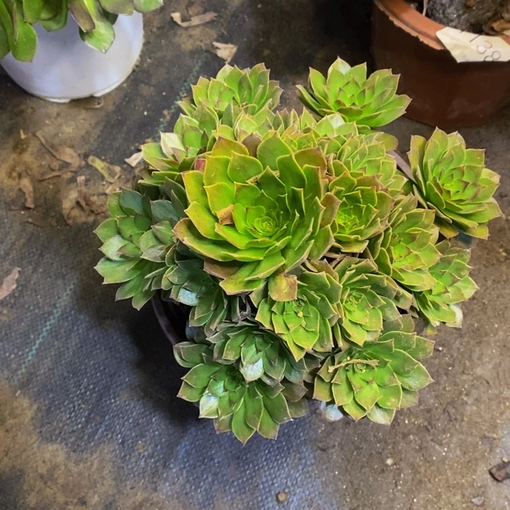 红魔多肉断头不包1715