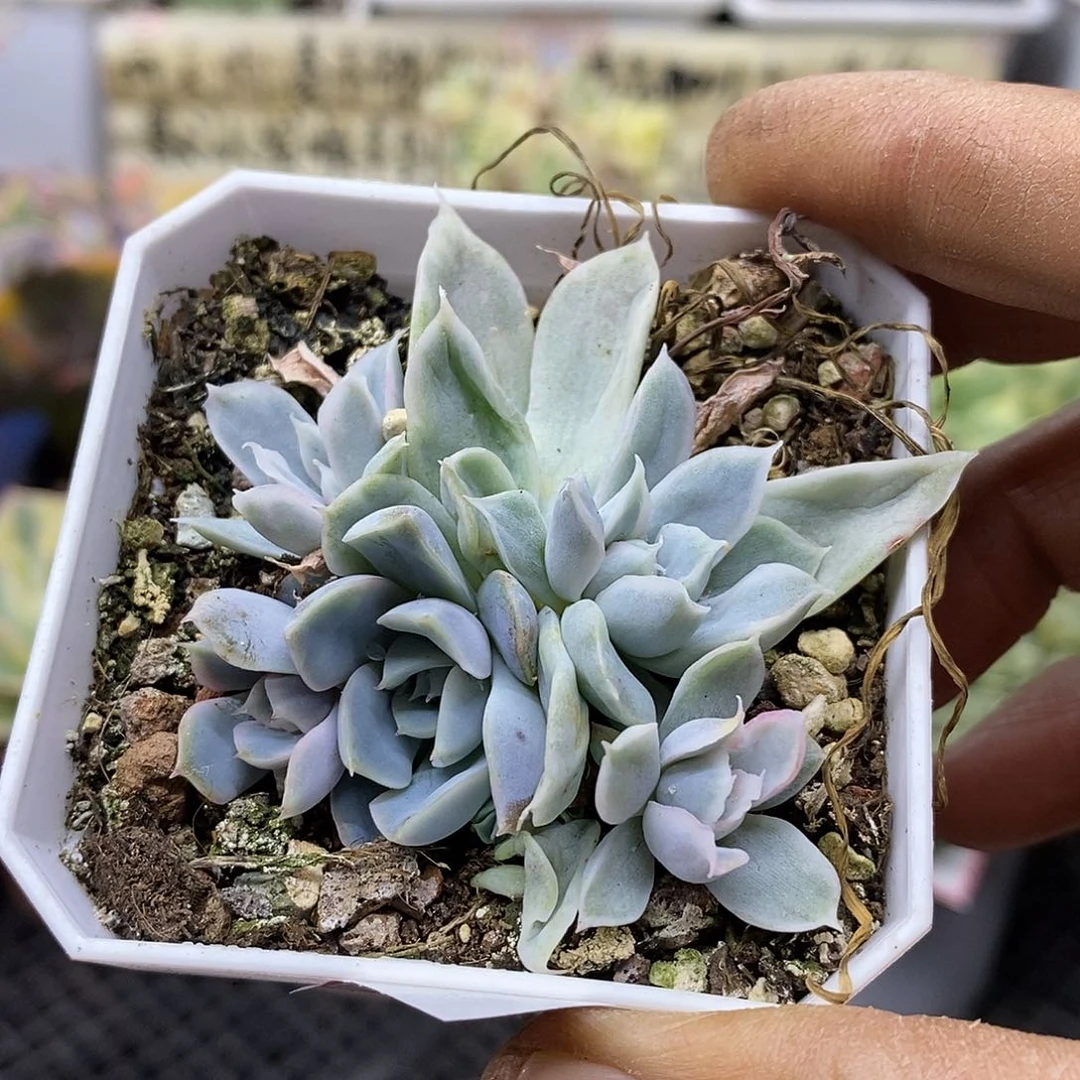 2707 辛普森锦群