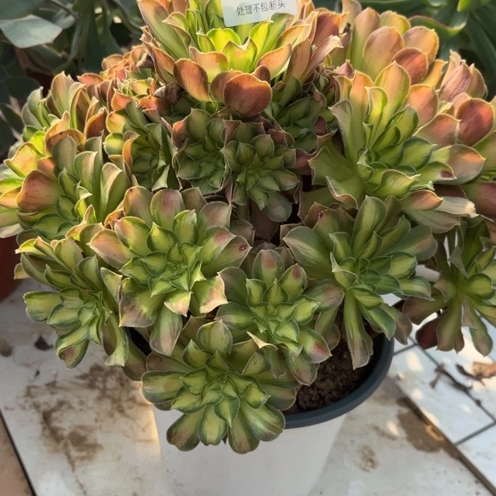 韶华多肉处理不包断头2135