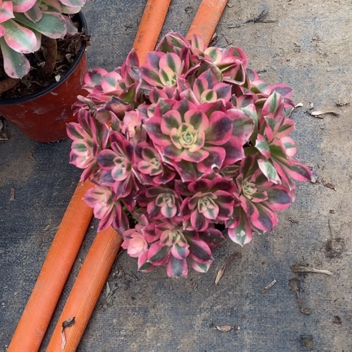 女巫23多肉植物法师法师