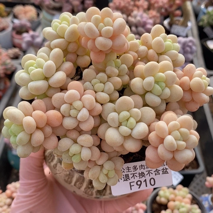 洛可可老桩10cm910多肉植物