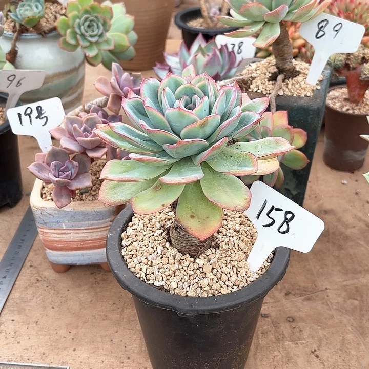 多肉植物，晨露158号