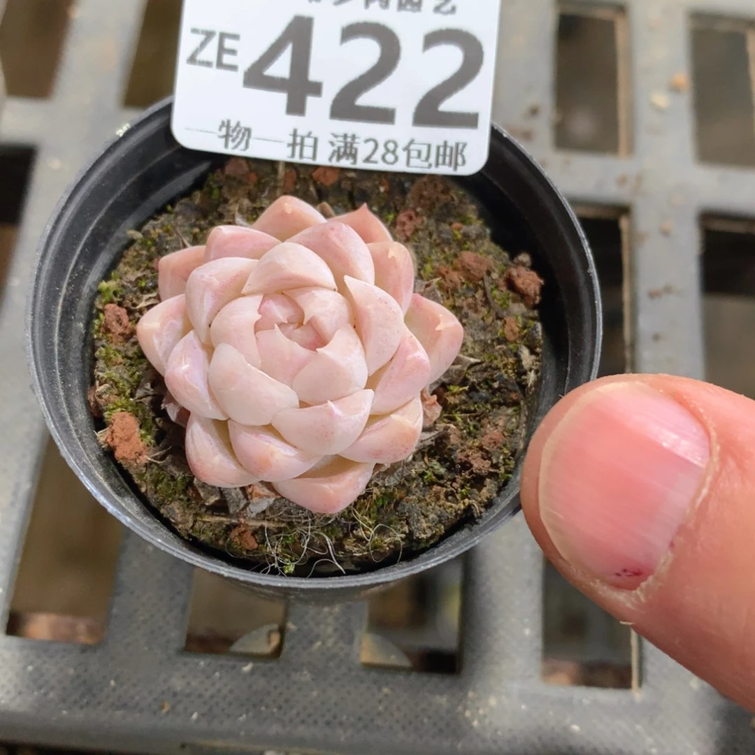 肉萌萌拇指盆精控多肉ZE422